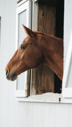 Confagricoltura: &ldquo;il cavallo venga riconosciuto come risorsa agricola, serve chiarezza normativa&rdquo;