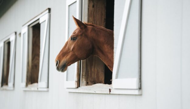 Confagricoltura: &ldquo;il cavallo venga riconosciuto come risorsa agricola, serve chiarezza normativa&rdquo;