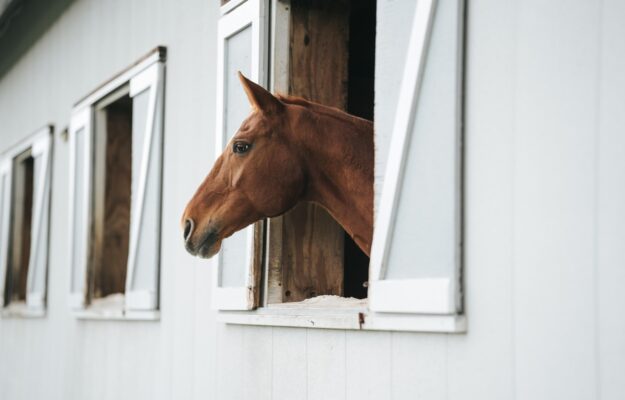 ALLEVAMENTI, CAVALLO, Confagricoltura, COPA COGECA, FILIERA EQUINA, NORMATIVA, PAC, RISORSA AGRICOLA, Non Solo Vino