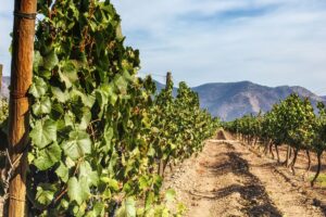 Di fronte al cambiamento dei consumi, anche il Cile apre ai vini no e low alcol