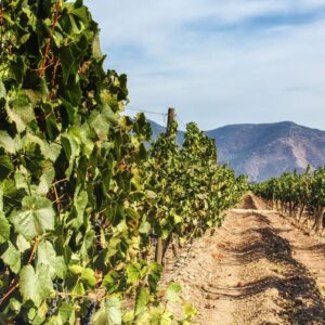 Di fronte al cambiamento dei consumi, anche il Cile apre ai vini no e low alcol
