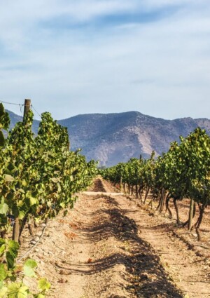 Di fronte al cambiamento dei consumi, anche il Cile apre ai vini no e low alcol