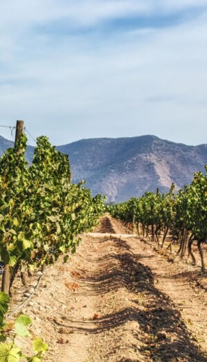 Di fronte al cambiamento dei consumi, anche il Cile apre ai vini no e low alcol