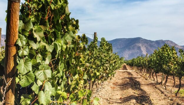 Di fronte al cambiamento dei consumi, anche il Cile apre ai vini no e low alcol