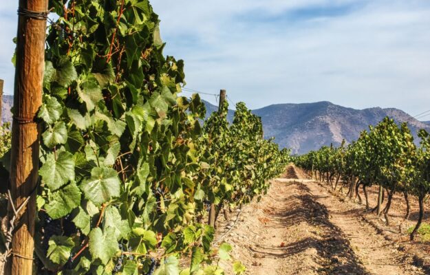 CILE, GOVERNO CILENO, SUD AMERICA, VINI NO-LO, Mondo