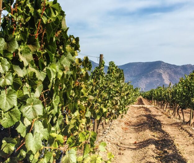 Di fronte al cambiamento dei consumi, anche il Cile apre ai vini no e low alcol