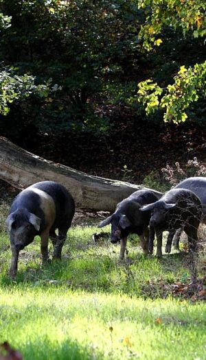 Per salvare la Cinta Senese il Consorzio crea un&rsquo;avveniristica &ldquo;Arca di No&egrave;&rdquo; sull&rsquo;isola di Pianosa