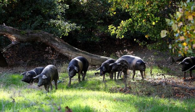 Per salvare la Cinta Senese il Consorzio crea un&rsquo;avveniristica &ldquo;Arca di No&egrave;&rdquo; sull&rsquo;isola di Pianosa
