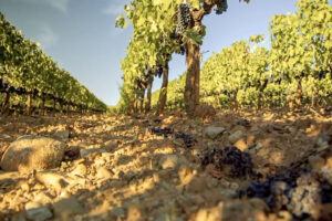 Caldo in vigna, dall&rsquo;ombra al cambio variet&agrave;: uno studio analizza gli scenari (anche economici)