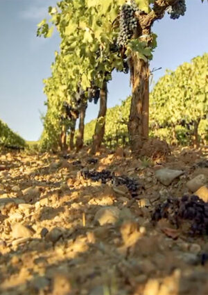 Caldo in vigna, dall&rsquo;ombra al cambio variet&agrave;: uno studio analizza gli scenari (anche economici)