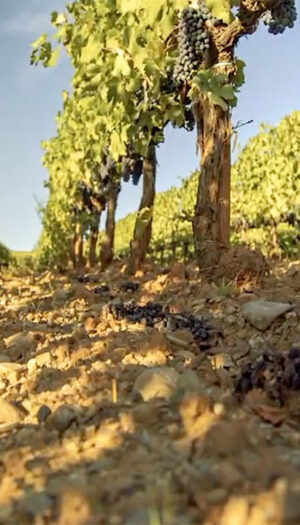 Caldo in vigna, dall&rsquo;ombra al cambio variet&agrave;: uno studio analizza gli scenari (anche economici)