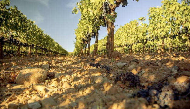 Caldo in vigna, dall&rsquo;ombra al cambio variet&agrave;: uno studio analizza gli scenari (anche economici)