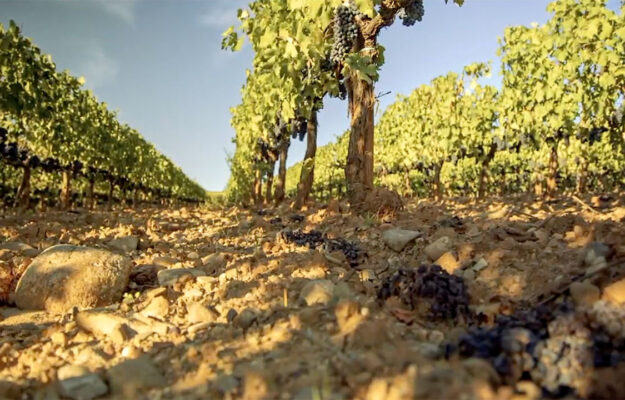 ALTE TEMPERATURE, AMERICAN JOURNAL OF ENOLOGY AND VITICULTURE, AMERICAN SOCIETY FOR ENOLOGY AND VITICULTURE, CALDO, CAMBIAMENTO CLIMATICO, CONSUMATORI, PRECOCITÀ, PREZZO, VENDEMMIA, VITICOLTURA, Mondo