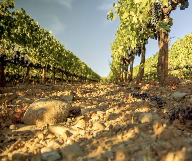 Caldo in vigna, dall&rsquo;ombra al cambio variet&agrave;: uno studio analizza gli scenari (anche economici)