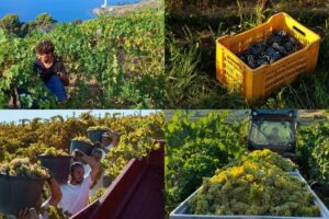 Vendemmia, un rito collettivo sempre pi&ugrave; &ldquo;social&rdquo;: le prime immagini pubblicate dalle cantine