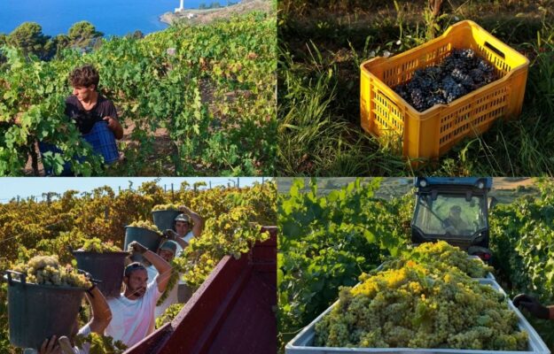 Vendemmia, un rito collettivo sempre pi&ugrave; &ldquo;social&rdquo;: le prime immagini pubblicate dalle cantine
