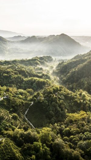 Se tanti in Italia pensano a &ldquo;ridurre&rdquo; la produzione, il &ldquo;Prosecco&rdquo; programma la crescita