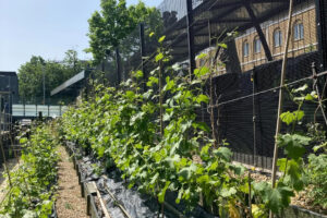 A Londra arriva il primo vino prodotto in una stazione ferroviaria: Ch&acirc;teau Denmark Hill