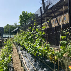 A Londra arriva il primo vino prodotto in una stazione ferroviaria: Ch&acirc;teau Denmark Hill