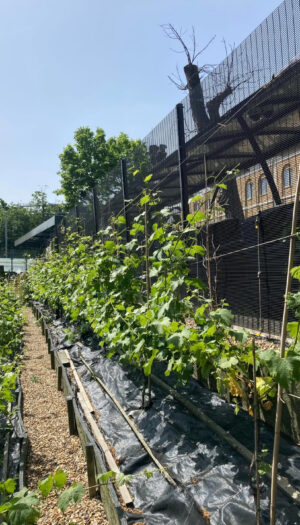 A Londra arriva il primo vino prodotto in una stazione ferroviaria: Ch&acirc;teau Denmark Hill