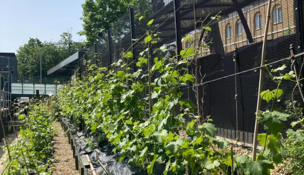 A Londra arriva il primo vino prodotto in una stazione ferroviaria: Ch&acirc;teau Denmark Hill