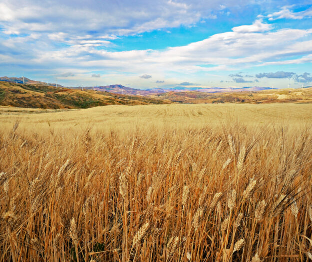 Pasta, Cia-Agricoltori Italiani: &ldquo;difendere il 100% grano italiano scelta etica e a tutela Paese&rdquo;