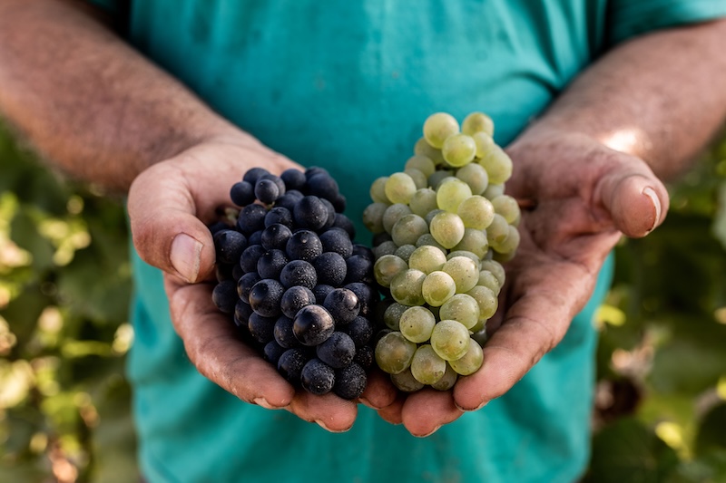 La vendemmia in Alta Langa