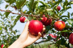 Il caldo record anticipa anche la &ldquo;vendemmia&rdquo; delle mele, ma il raccolto &egrave; previsto in calo del -2%