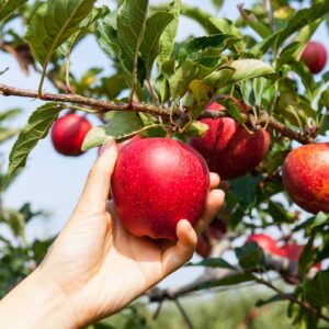 Il caldo record anticipa anche la &ldquo;vendemmia&rdquo; delle mele, ma il raccolto &egrave; previsto in calo del -2%