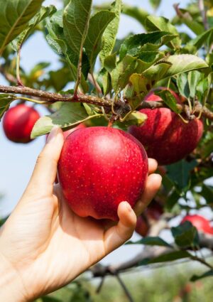 Il caldo record anticipa anche la &ldquo;vendemmia&rdquo; delle mele, ma il raccolto &egrave; previsto in calo del -2%
