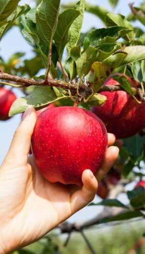 Il caldo record anticipa anche la &ldquo;vendemmia&rdquo; delle mele, ma il raccolto &egrave; previsto in calo del -2%