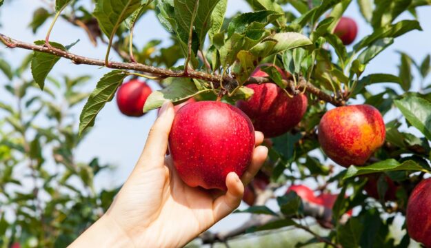 Il caldo record anticipa anche la &ldquo;vendemmia&rdquo; delle mele, ma il raccolto &egrave; previsto in calo del -2%
