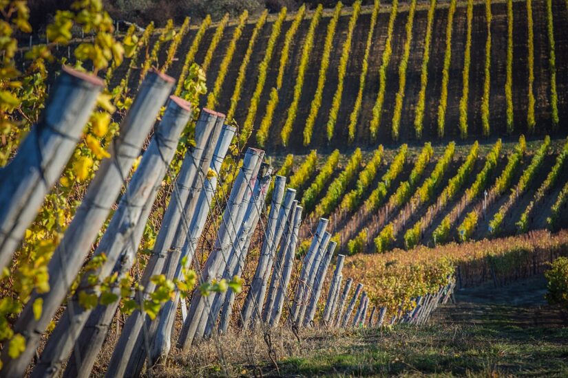  I vigneti della Moldavia (ph: USAID Digital Development via Wikipedia)