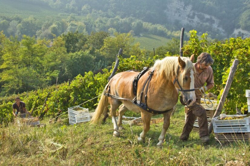 L’Oasi Forteto della Luja nella Langa Astigiana 
