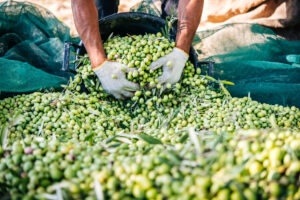 L&rsquo;olivicoltura italiana verso una delle pi&ugrave; grandi crisi di sempre: chieste misure straordinarie