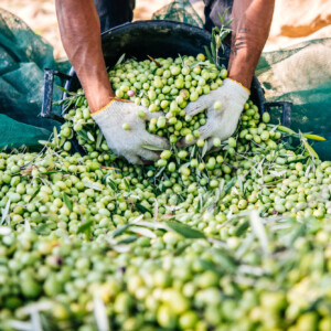 L&rsquo;olivicoltura italiana verso una delle pi&ugrave; grandi crisi di sempre: chieste misure straordinarie