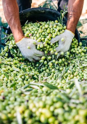 L&rsquo;olivicoltura italiana verso una delle pi&ugrave; grandi crisi di sempre: chieste misure straordinarie