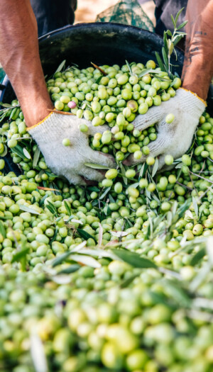 L&rsquo;olivicoltura italiana verso una delle pi&ugrave; grandi crisi di sempre: chieste misure straordinarie