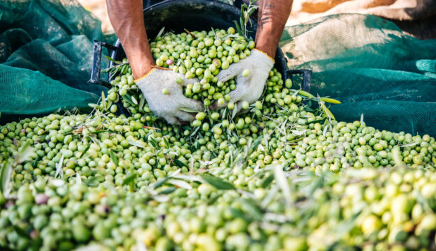 L&rsquo;olivicoltura italiana verso una delle pi&ugrave; grandi crisi di sempre: chieste misure straordinarie