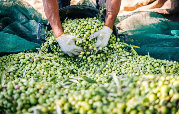 Confagricoltura, COSTI DI PRODUZIONE, GIACENZE, MISURE EMERGENZA, OLIO EXTRAVERGINE DI OLIVA, OLIO ITALIANO, OLIVICOLTURA, Non Solo Vino
