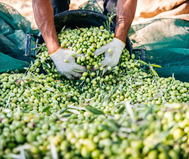 L&rsquo;olivicoltura italiana verso una delle pi&ugrave; grandi crisi di sempre: chieste misure straordinarie