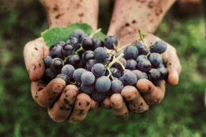 Vino: serve trasparenza e rispetto delle scadenze sui dati per gestire la produzione
