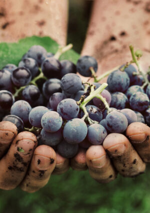 Vino: serve trasparenza e rispetto delle scadenze sui dati per gestire la produzione