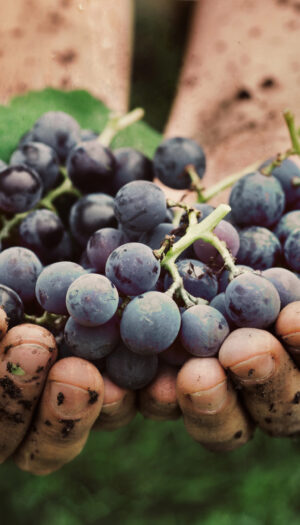 Vino: serve trasparenza e rispetto delle scadenze sui dati per gestire la produzione