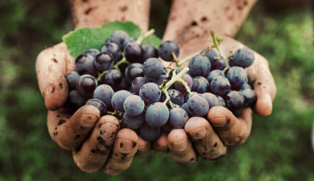 Vino: serve trasparenza e rispetto delle scadenze sui dati per gestire la produzione