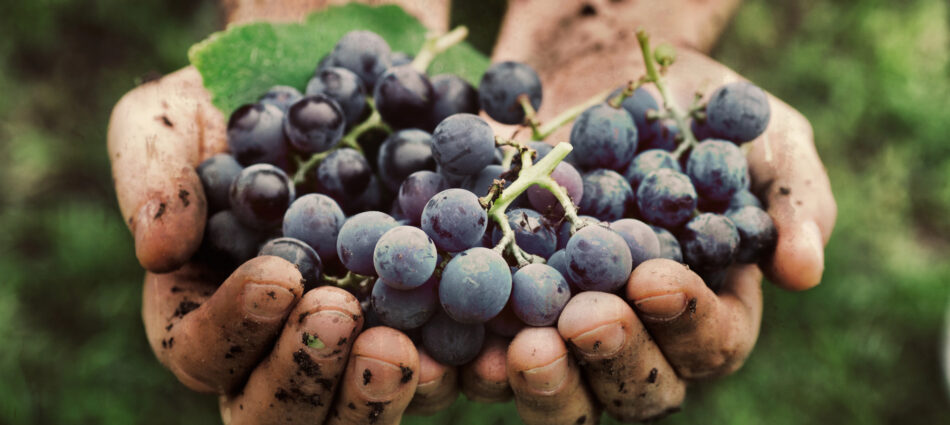 Vino: serve trasparenza e rispetto delle scadenze sui dati per gestire la produzione