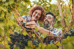 Aiuto nella vendemmia e scambio di manodopera: il Veneto guarda al modello del Trentino