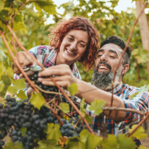 Aiuto nella vendemmia e scambio di manodopera: il Veneto guarda al modello del Trentino