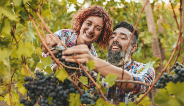 Aiuto nella vendemmia e scambio di manodopera: il Veneto guarda al modello del Trentino