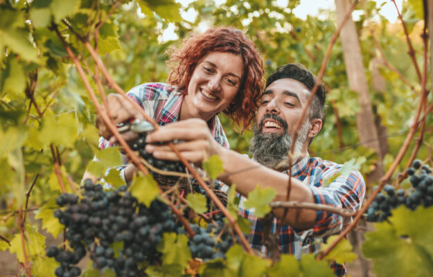 CAMERE DI COMMERCIO, MANODOPORE, REGIONE VENETO, REGISTRI D’USO, TRENTINO, VENDEMMIA 2026, Italia